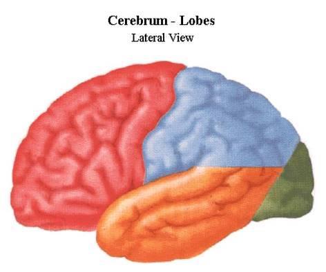 párové poloukoule (hemishperia) Plášť (Pallium) 5 laloků (lobi) čelní (lobus frontalis) temenní (lobus parietalis) týlní (lobus