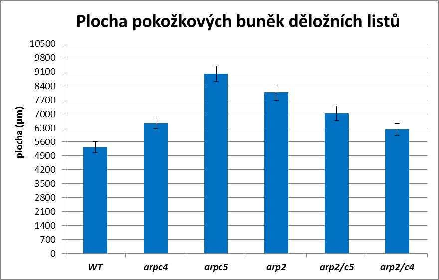 Graf 7: Graf vyjadřuje plochu pokožkových buněk děložních listů. Rostliny rostly na polovičním MS médiu in vitro při fotoperiodě 16/8 a při 23 C. Chybové úsečky představují směrodatné odchylky.