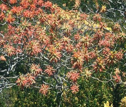 letní shazování listů Euphorbia
