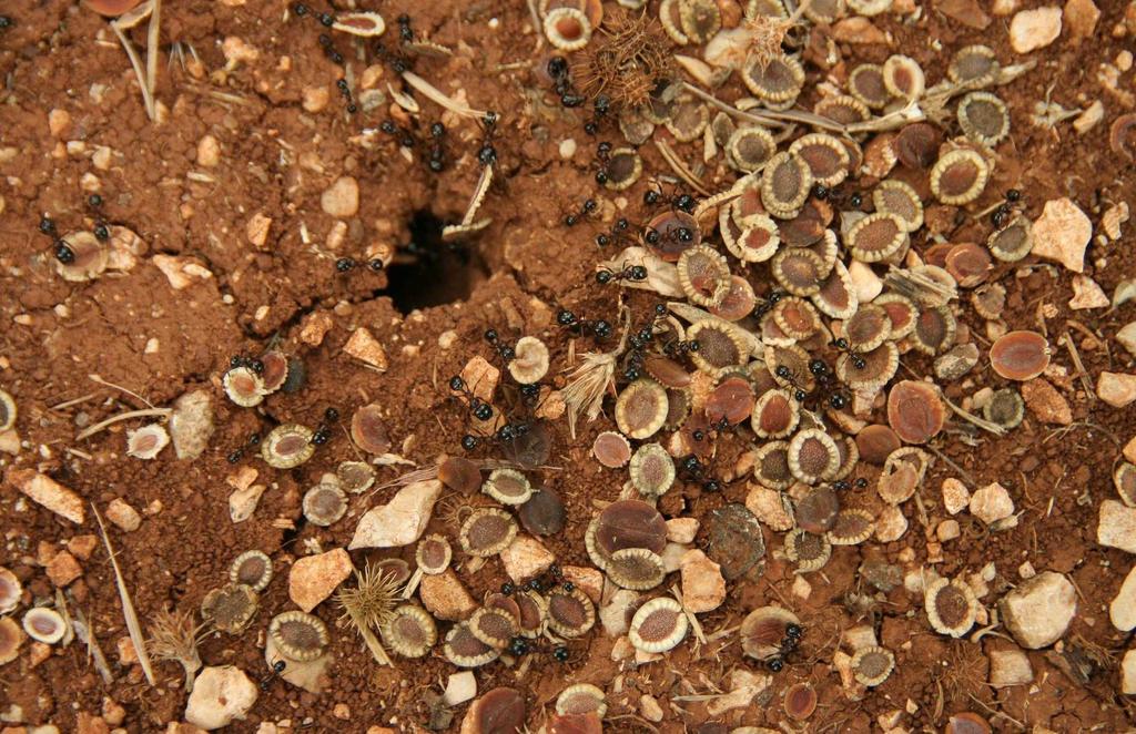 Adaptace rostlin k mediteránnímu klimatu