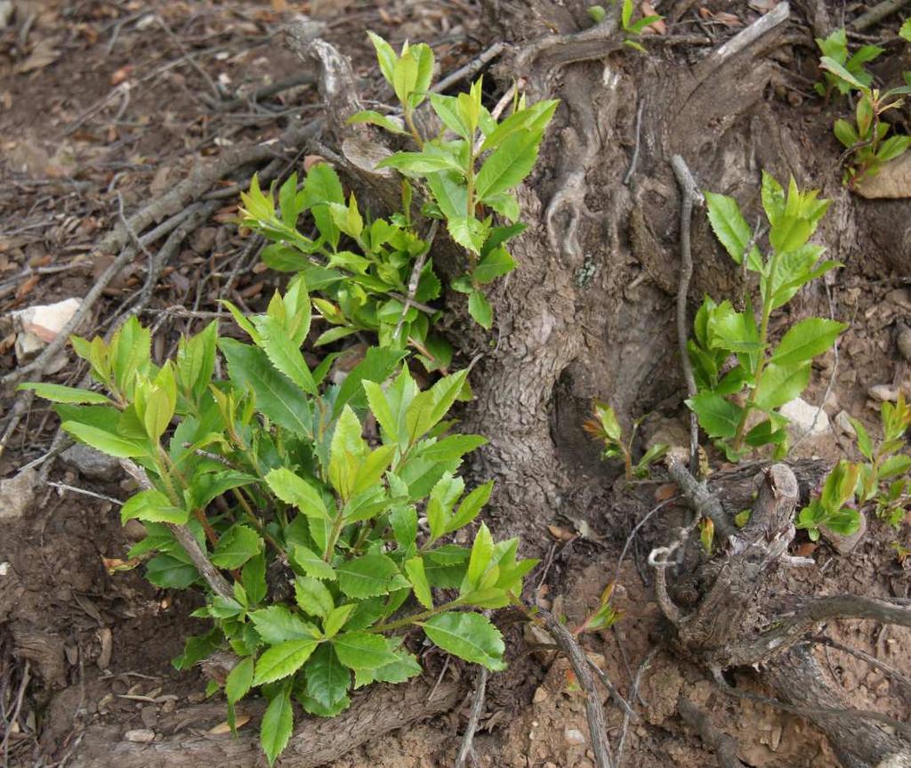 Adaptace rostlin k mediteránnímu klimatu Požáry