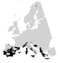 Biodiverzita Diverzita cévnatých rostlin v Evropě a Mediteránu Největší počty druhů