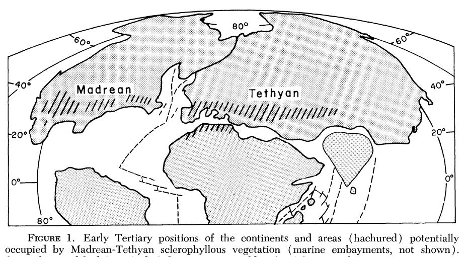 Historie mediteránní vegetace Sklerofylní vegetace ve