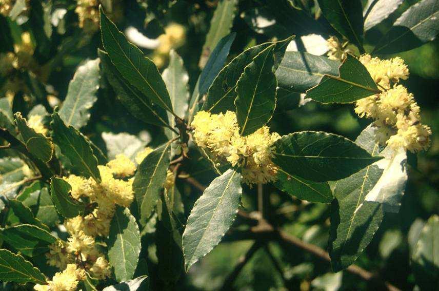 Historie mediteránní vegetace Laurus