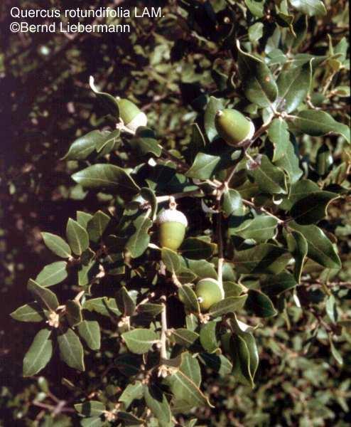 (syn: Q. ilex subsp.