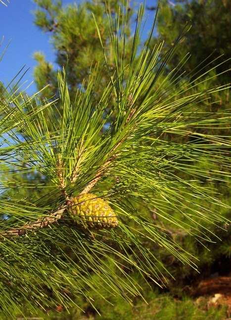 Pinus