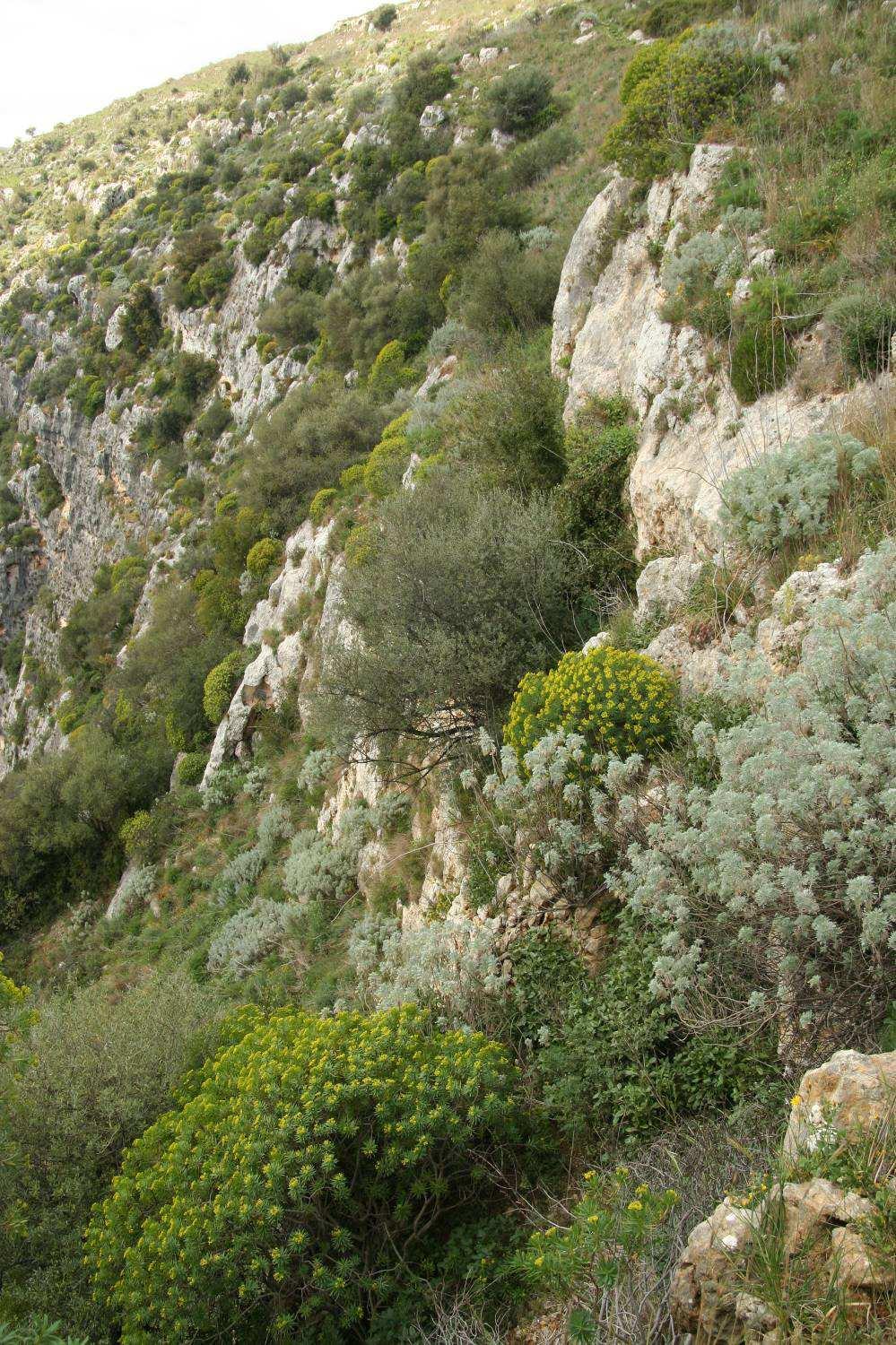 Euphorbia dendroides skalnaté