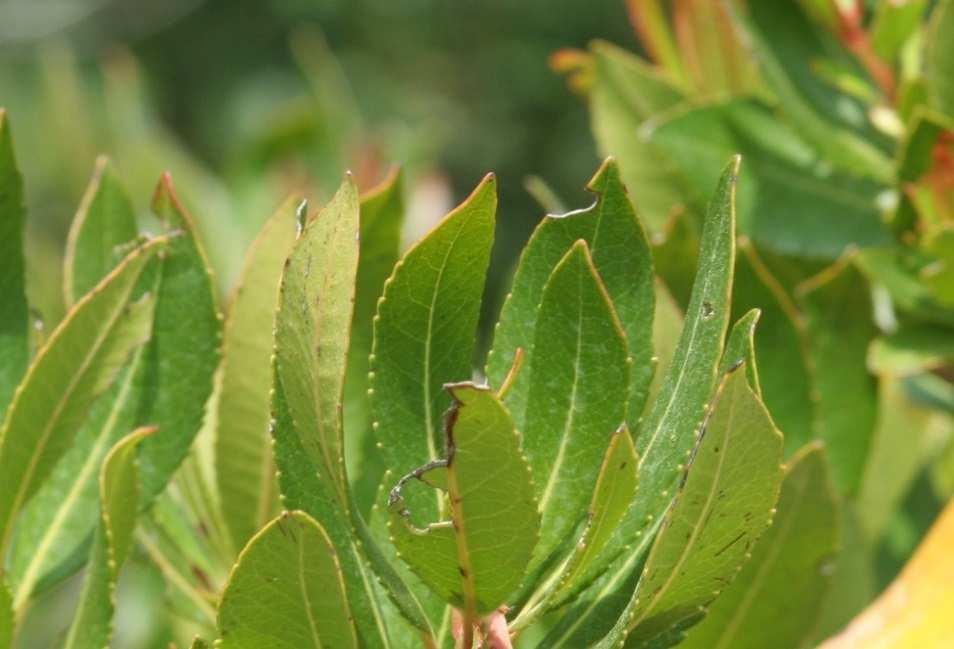 Arbutus