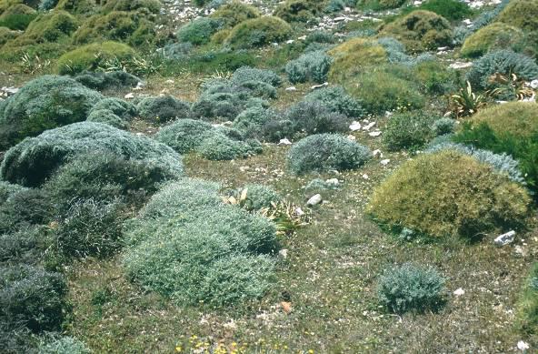 Nízké mediteránní křoviny Hedgehog heaths nízké polokulovité trnité keře adaptace proti
