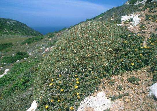 Nízké mediteránní