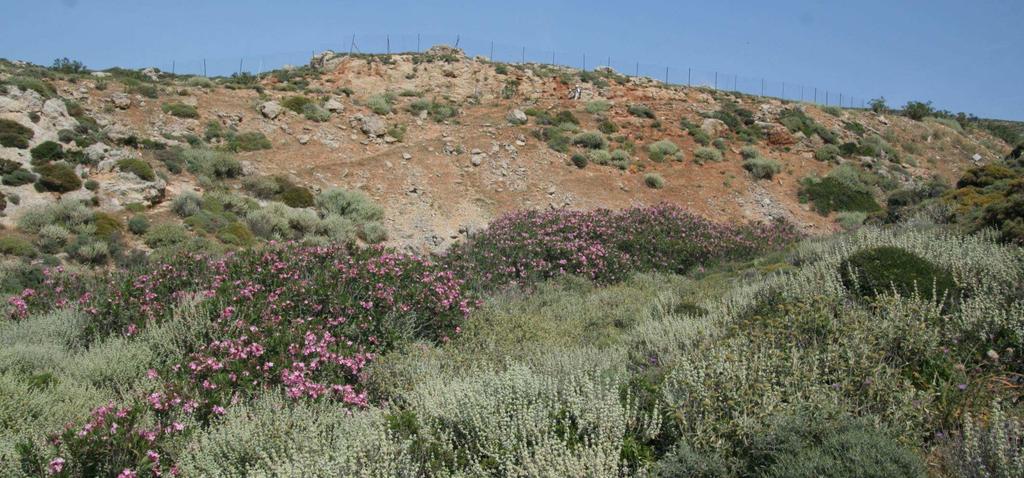 Mediteránní
