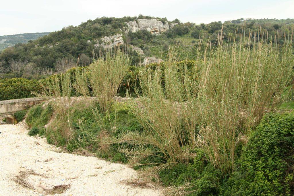 Mediteránní křoviny