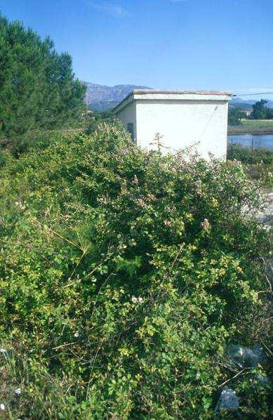 Mediteránní