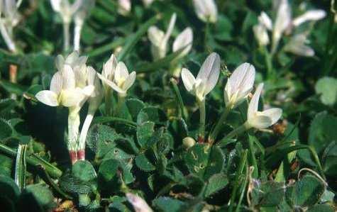 Medicago