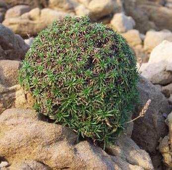 Crithmum