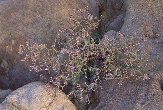 Limonium