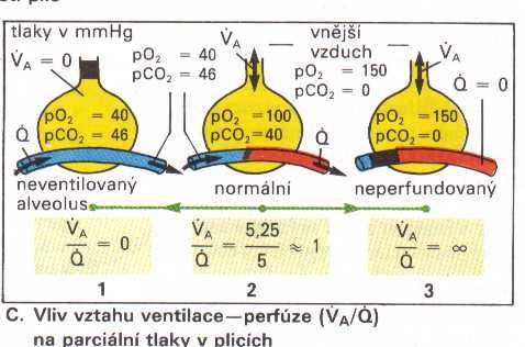 Plíce - funkce respirační (alveolus-kapilára) nerespirační: Filtr (brání embolizaci do systémového řečiště - emboly, mikroagregáty) Rezervoár