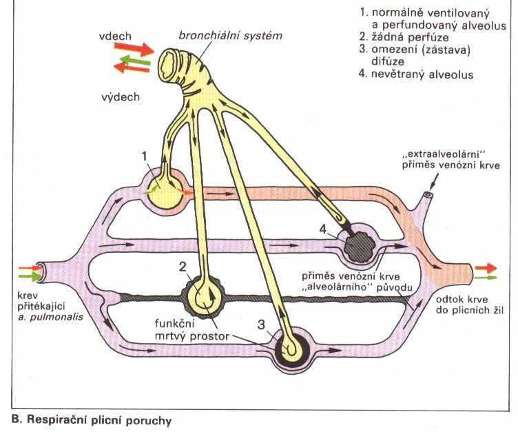 Perfúze průtok krve kapilárou ideální poměr ventilace a perfúze hypoxická