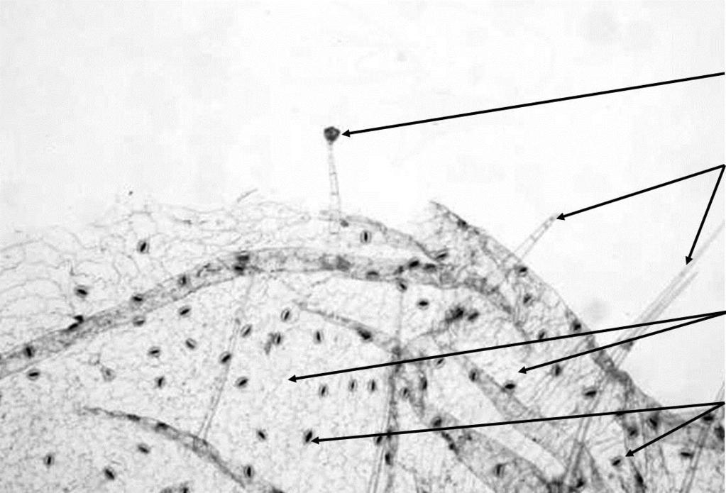 Úloha 2: Pozorovanie trichómov listu muškátu Postup: Najskôr si pomocou lupy a potom pomocou mikroskopu prezrieme list muškátu.