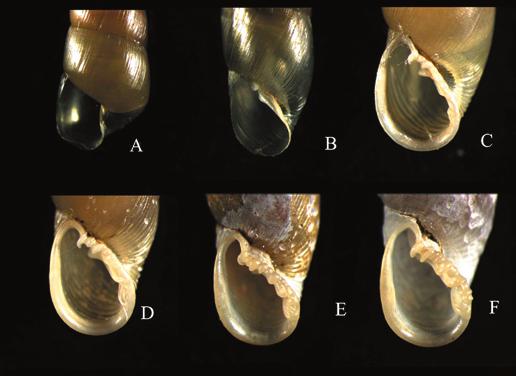 2.2 2.7 1.0 1.3 mm are white coloured. Within their limecontaining shell, embryos develop in an opaque sack.