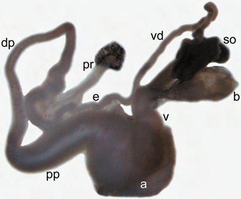 The presented ﬁndings signiﬁcantly extend the known recent distribution of the species; the sites are situated 250 km far from the nearest known northernmost occurrences in Upper Bavaria and Upper