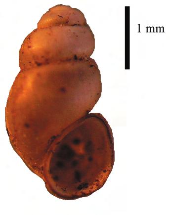 Fig. 3. Shell of Bythinella cf. opaca specimen collected in the stream, west from village of Djulevo, Sredna Gora, Bulgaria. Fig. 5. Light microscopic pictures of the male genitalia of Bythinella cf.