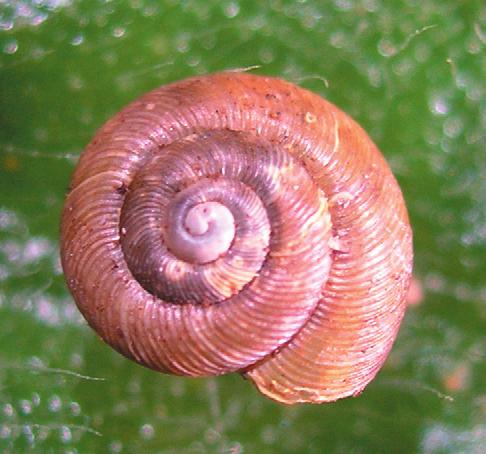 In the Krkonoše Mts., the majority of area was covered by cultural spruce forest characterised by low number of acidotolerant species, especially in mushrooms.