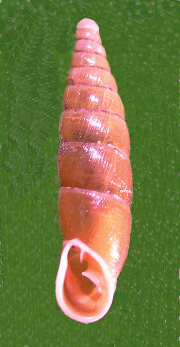 8), Macrogastra plicatula, and Ena montana.