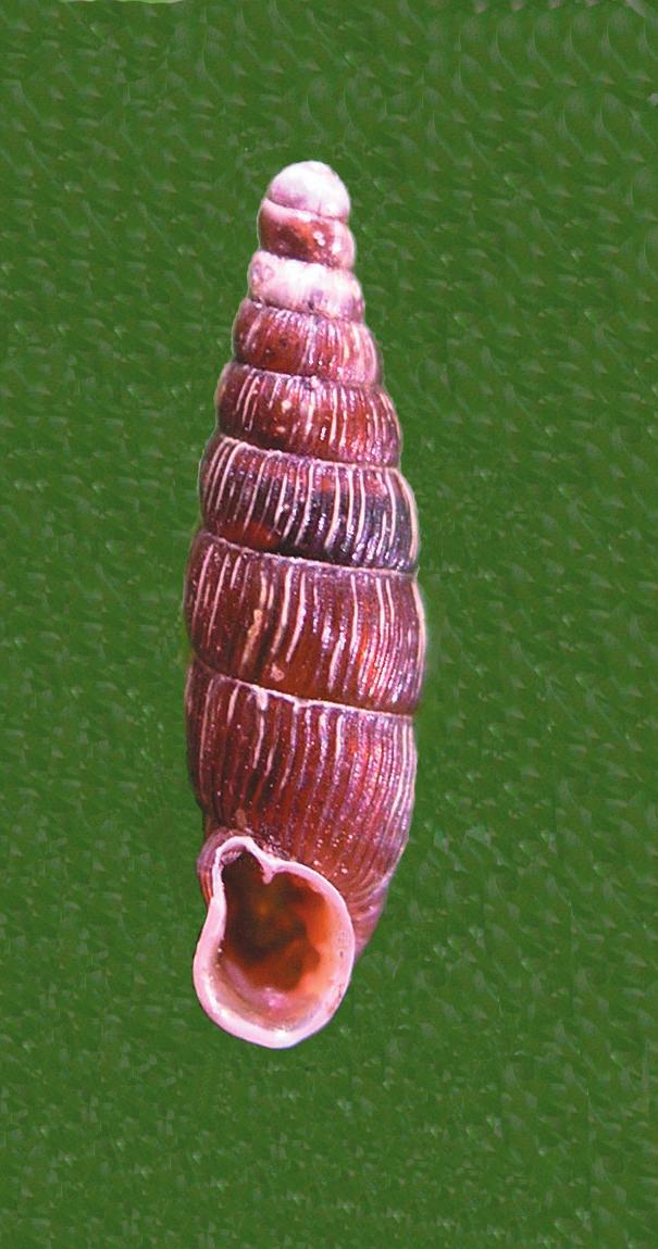 substriata, V. pusilla, Clausilia pumila, Macrogastra ventricosa, Cochlodina laminata, Alinda biplicata). The richest malacocoenoses occur in scattered limestone parts of the Krkonoše Mts.