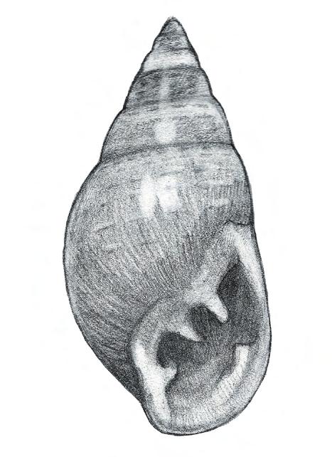 Fig. 1. Habitus of the shell of Ovatella firminii, a new species and genus to the fauna of Rhodes (Greece, Rhodes, Petaloudes; Valley of butterflies 7., original drawing by Csaba Horváth).