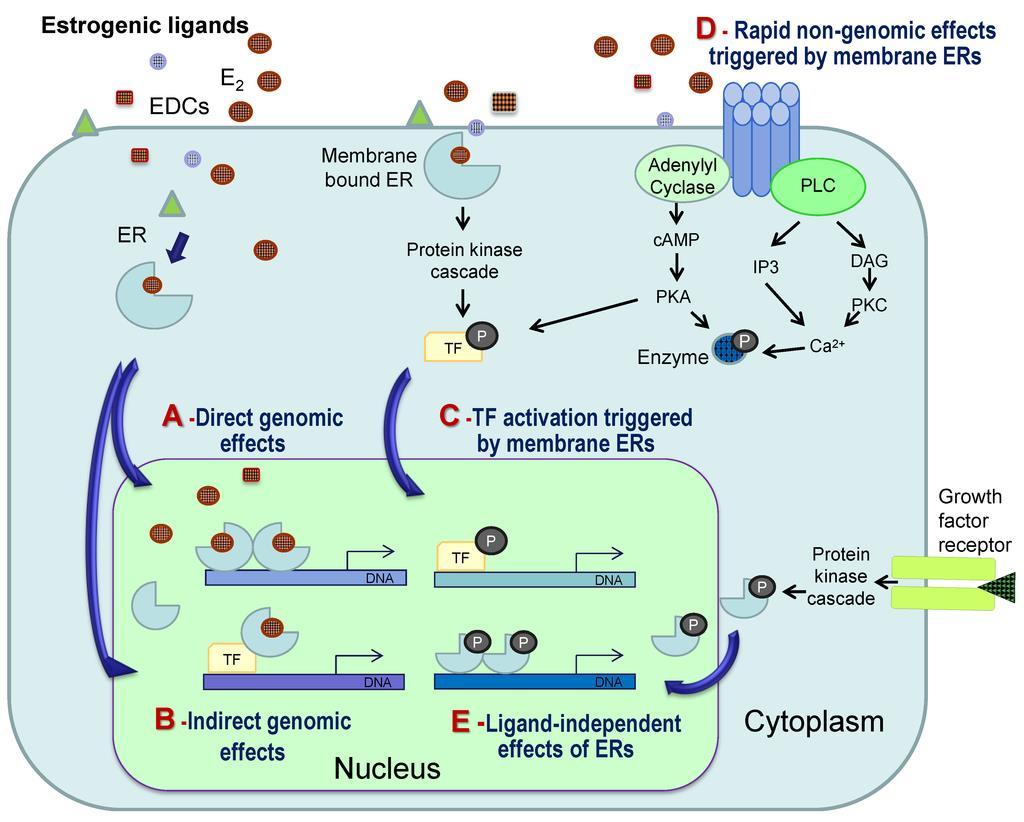 Estrogeny - mechanismus působení ERα děloha