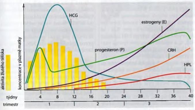 Hormonální regulace těhotenství hormony z vaječníků matky > hormony z placenty placentární hormony prostupují do organismu plodu i matky placenta potřebuje prekurzory steroidů z kůry nadledvin matky