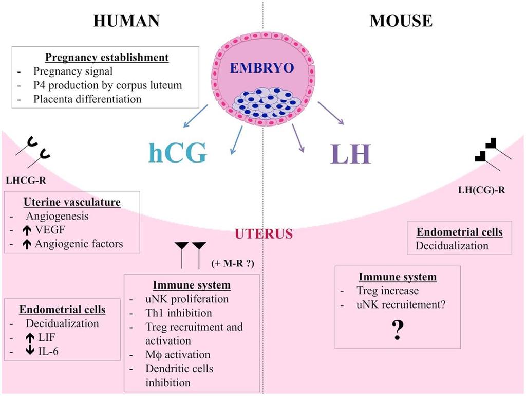 Hormonální regulace těhotenství: Lidský choriový gonadotropin (HCG) 237 AMK, heterodimer (α podjednotka shodná s LH, FSH a TSH) působí přes LHCG receptor a camp významný v prvním trimestru udržuje
