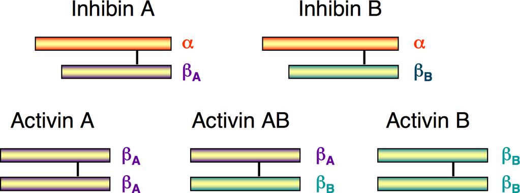 Aktivin a inhibin patří do TGF-β proteinové rodiny (také např.