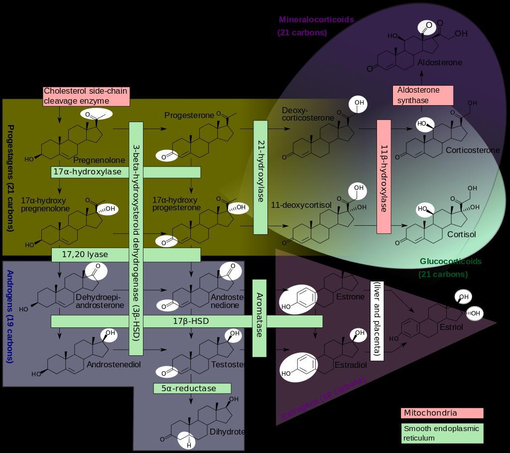 Steroidní hormony pregnenolon (21 C) progesteron (gestageny, 21 C) androgeny (19 C) estrogeny