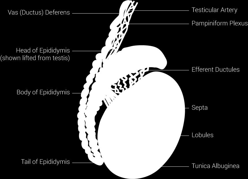 Varlata (testes) parenchym složený z mnohonásobně stočených semenotvorných kanálků, stěna