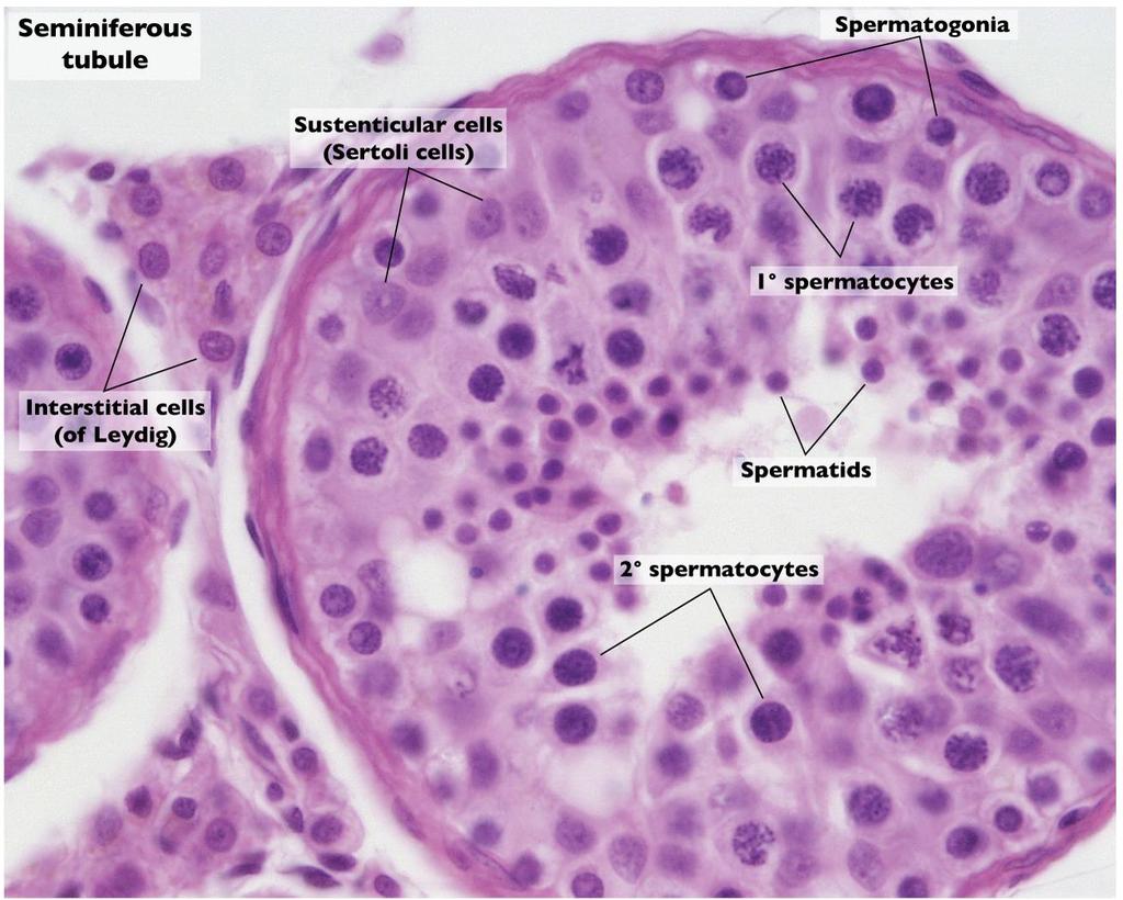 Sertoliho buňkami (tvoří trasportér pro androgeny, inhibin a antimülleriánský hormon) v