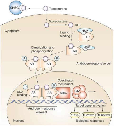 Androgeny - mechanismus působení vazba na jaderné androgenní receptory (přímo T nebo po konverzi na DHT) tvorba