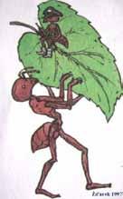 Mravenci