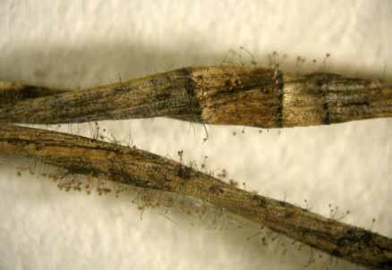 Kompetice Verticicladium