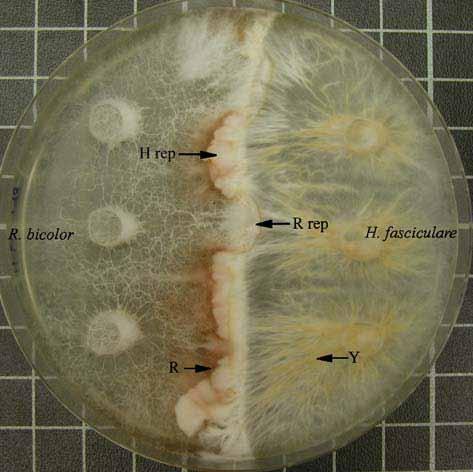 Kompetice Resinicium bicolor interacting with Hypholoma fasciculare. Resinicium bicolor is partially replacing H. fasciculare (R rep) and vice versa (H rep).