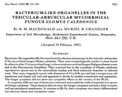 Interakce s bakteriemi IV. Uvnitř hyf - VAM - nejprve jako Bacterium-like organelles od 70. let 20.
