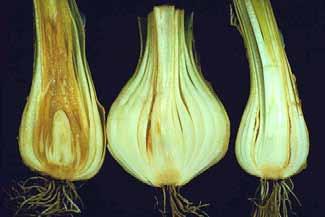 Interakce s bakteriemi Burkholderia spp.