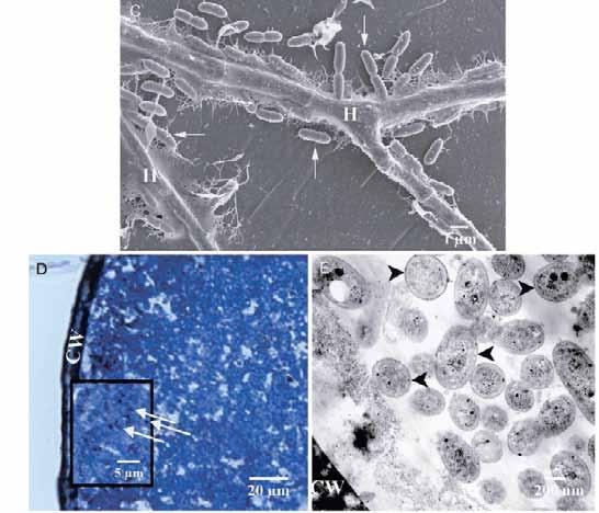 IV. Uvnitř hyf - VAM - Bukholderia spp. + Gigaspora decipiens (C) Field emission SEM of G. decipiens hyphae, adherent B. pseudomallei (arrows), and associated fibrillar material. H, hypha.