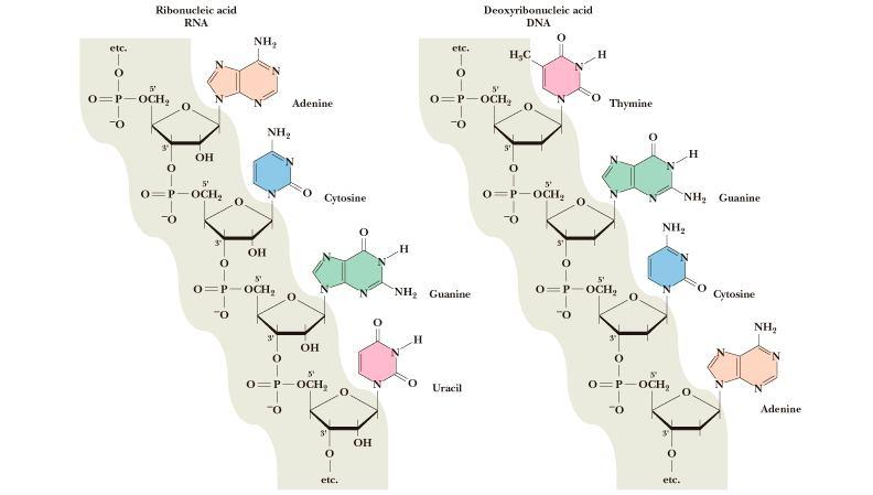 DNA a RNA