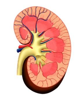 Etiologie