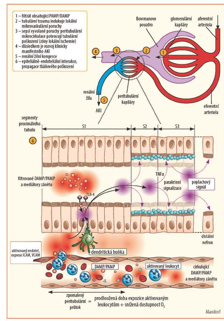 E Coli M.