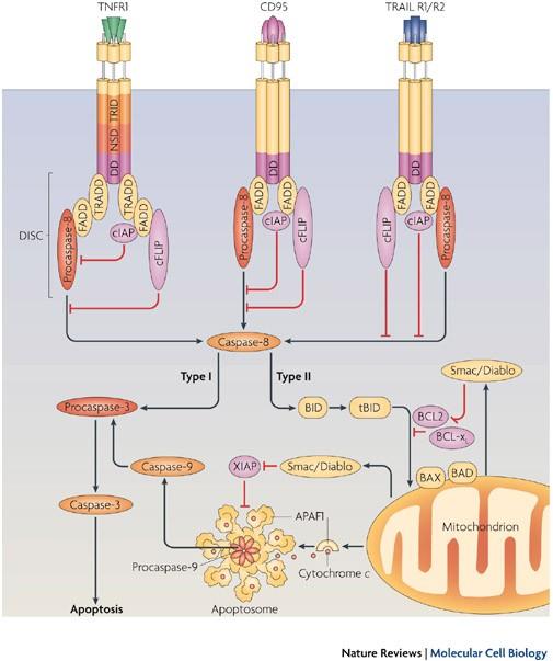 a TNFR-1. Exprese FADD indukuje apoptózu (Chinnaiyan et al., 1995). Funkční obdobou DISC komplexu je v případě mitochondriální dráhy apoptozóm (viz dále).