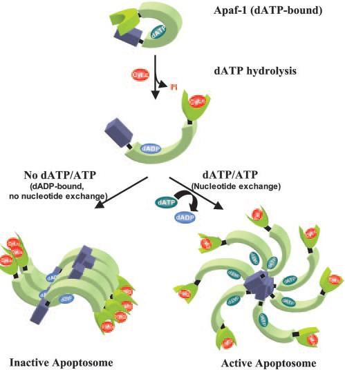 prokaspázu-9 (Li et al., 1997). Interakce mezi prokaspázou-9 a Apaf-1 proteinem aktivuje prokaspázu-9. Vzniklá kaspáza-9 dále štěpí kaspázu-3, čímž ji aktivuje.