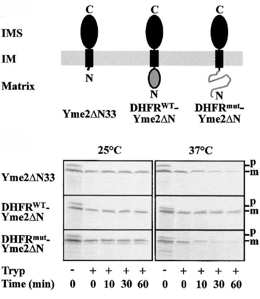 Degradace membránových proteinů. AAA proteases mediate the degradation of membrane proteins in bacteria, mitochondria and chloroplasts (i.e., compartments of eubacterial origin) combine proteolytic